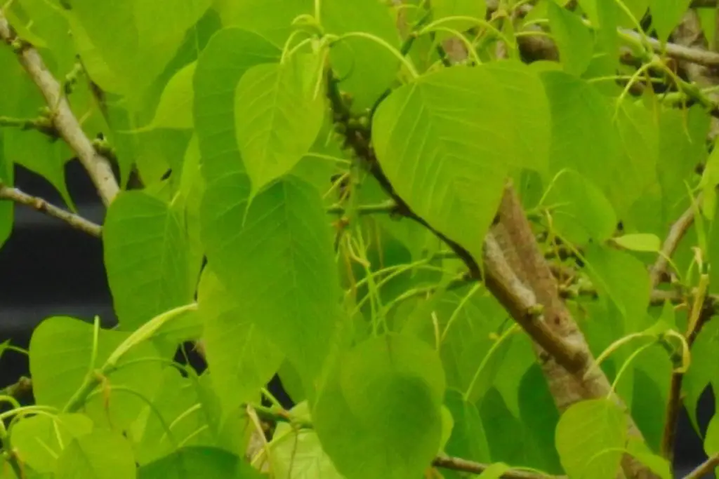 Banyan Tree (Ficus Benghalensis) 