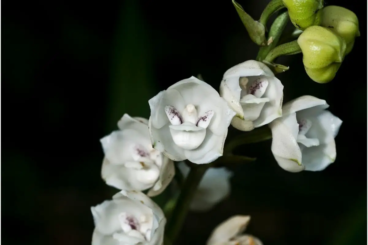 Peristeria Elata Panamanian flowers