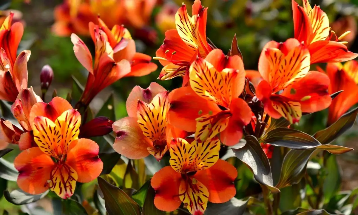 Peruvian Lilies