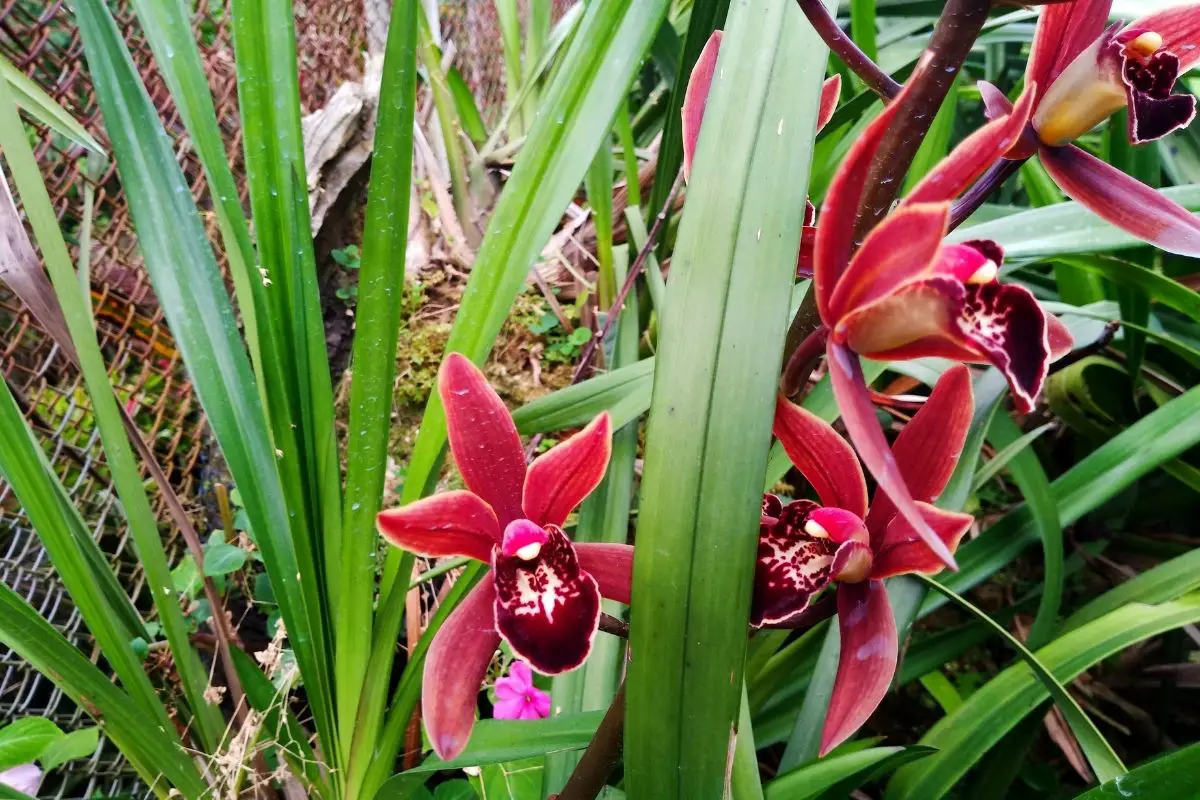 Phaius Orchids