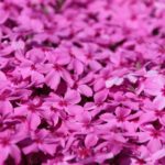 17 Amazing Phlox Flowers (Including Pictures)