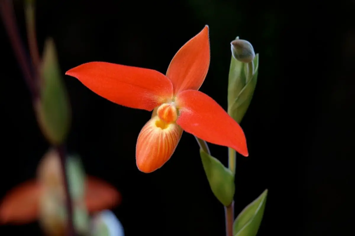 Phragmipedium Orchids