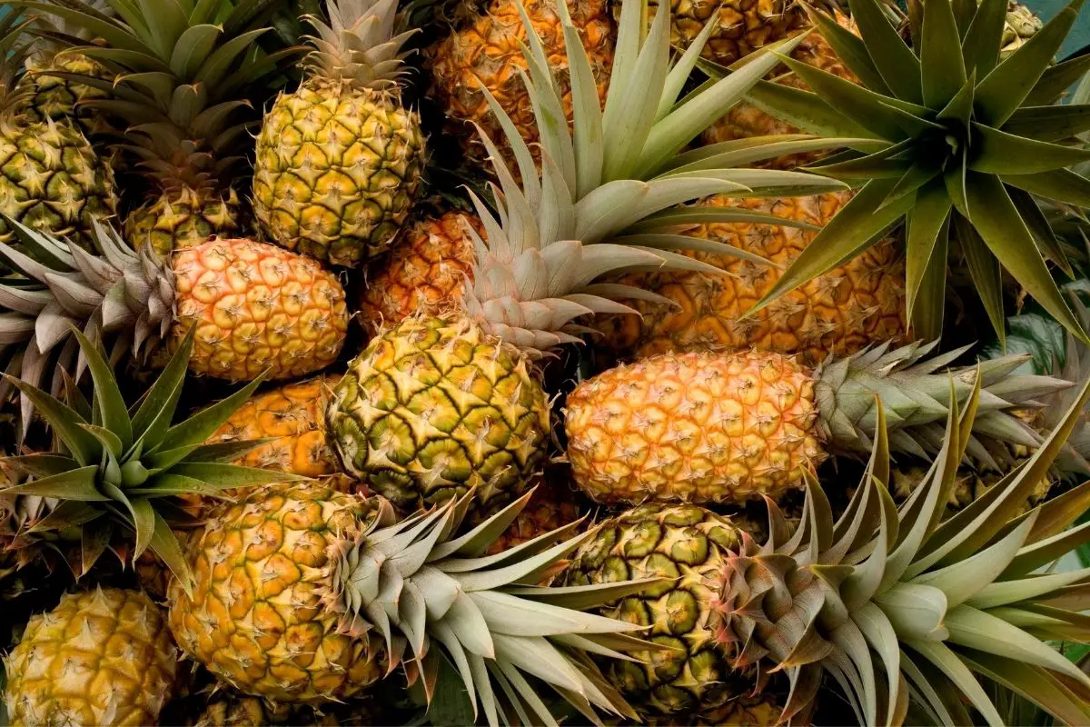 Pineapple (Ananas Comosus)