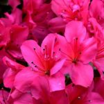 25 Beautiful Pink Flowers (Including Pictures)