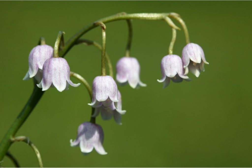 Pink Lily of the Valley (Convallaria Majalis Rosea)