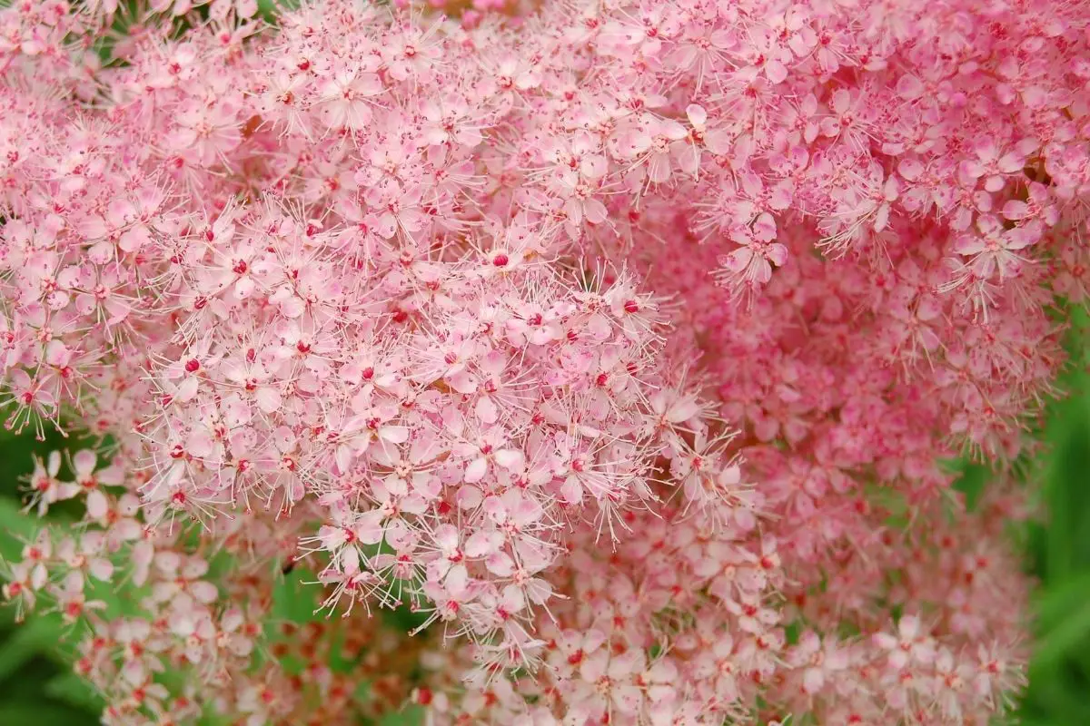 Pink Meadowsweet