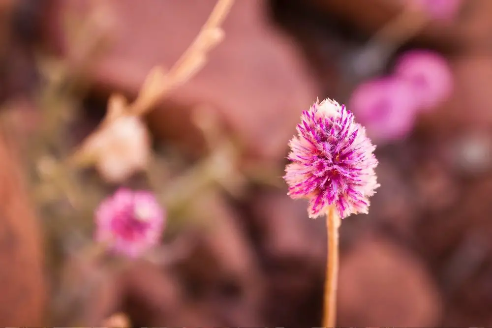 20 Pretty Pink Plants (Including Pictures)
