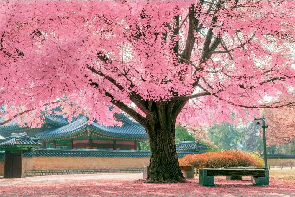 Pink Trees 