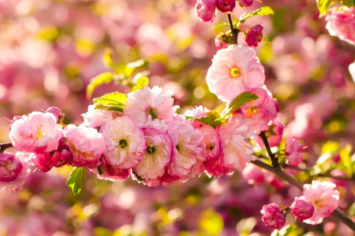 Pink flowering almond (Prunus triloba) 