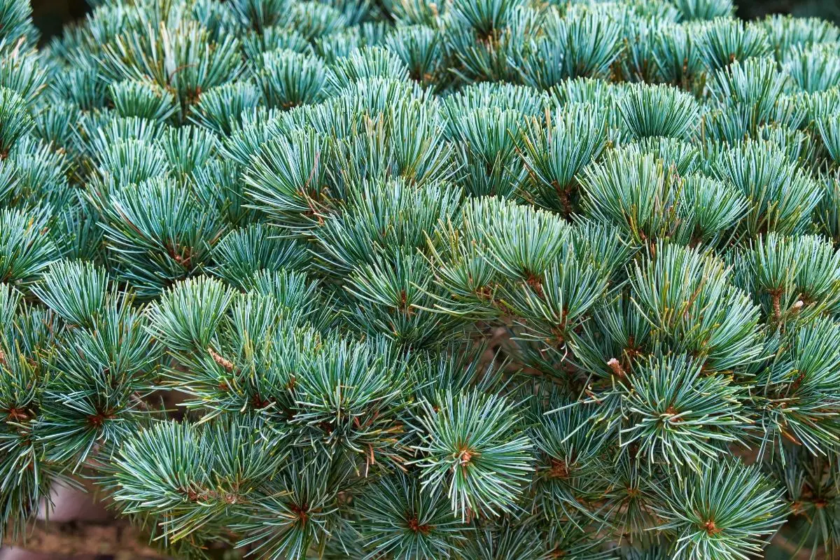 Pinus Parviflora ‘Fukuzumi’