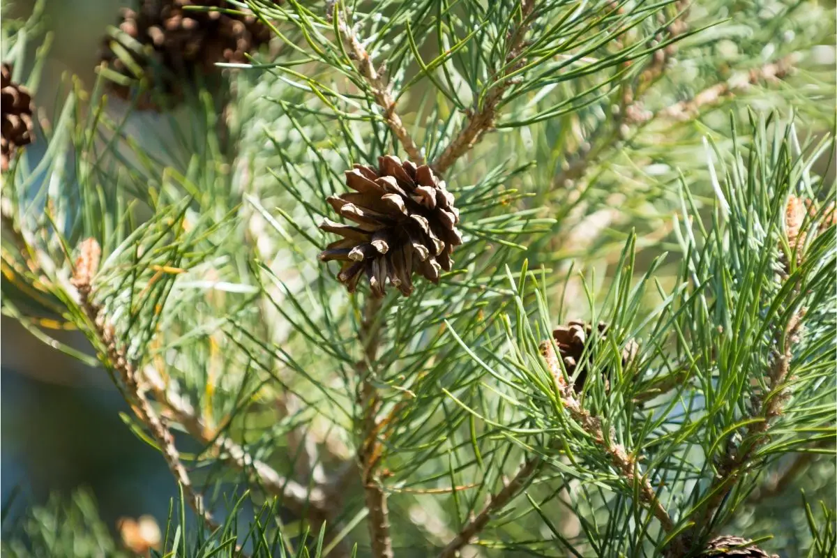 Pinus Sylverstris ‘Scots pine’