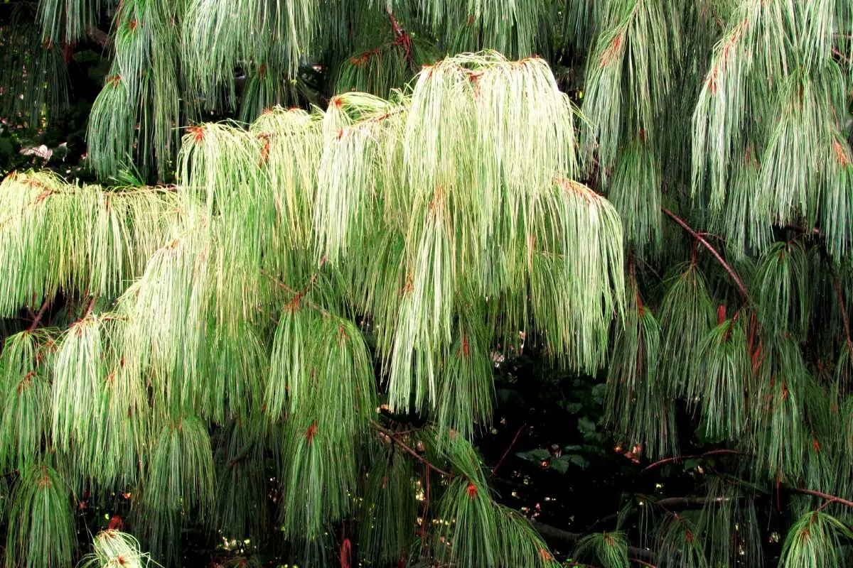 Pinus Wallichiana ‘Zebrina’