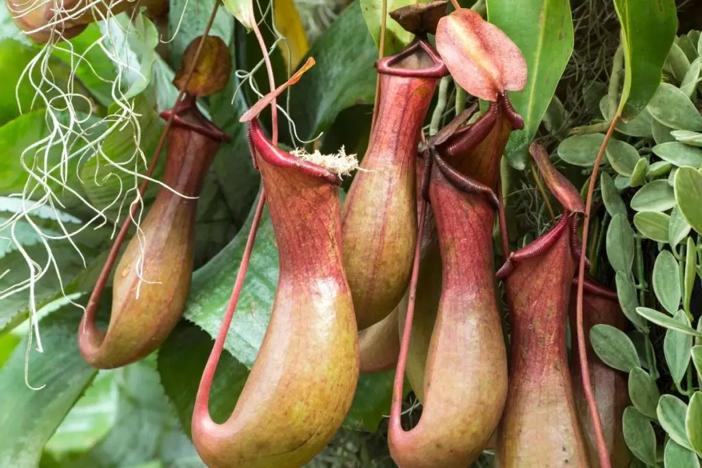 Pitcher Plants, Nepenthes