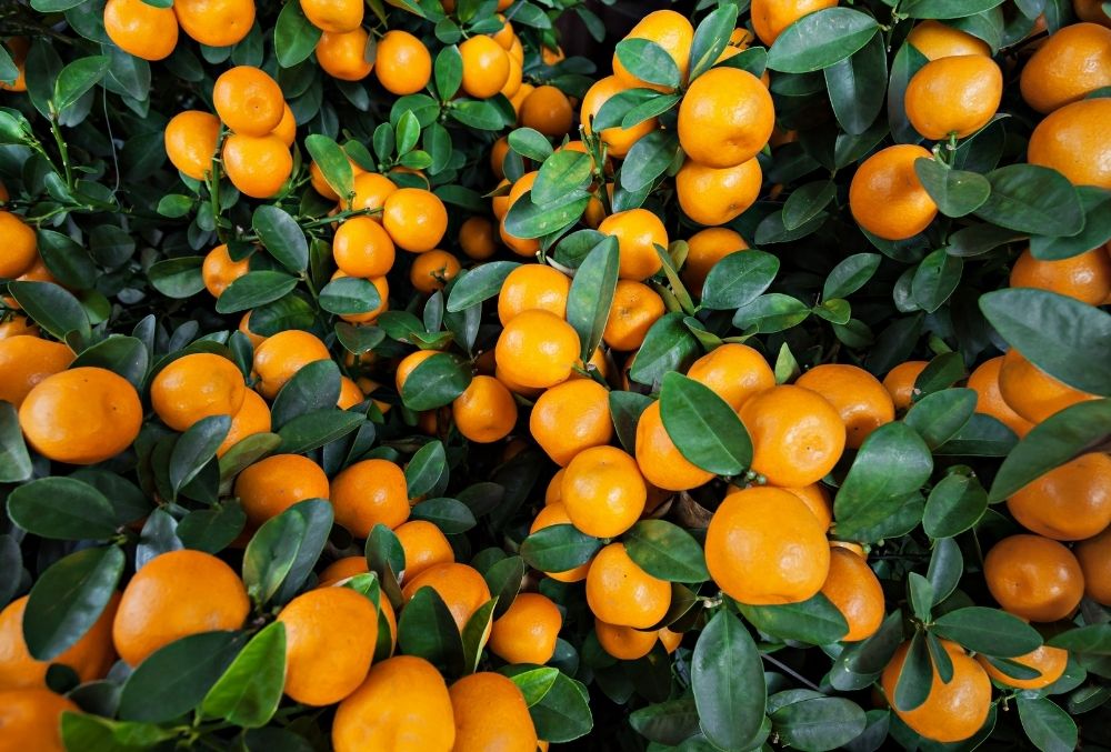 Mandarin Fruits That Start With M
