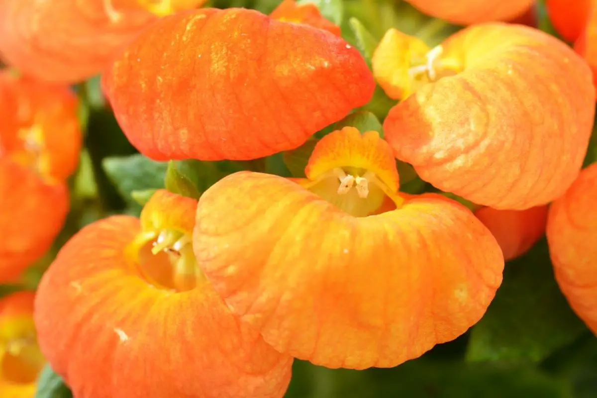 Pocketbook Plant Burnt Orange Flowers