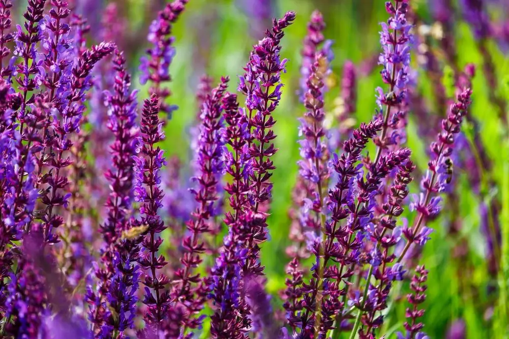 20 Pretty Purple Plants (Including Pictures)