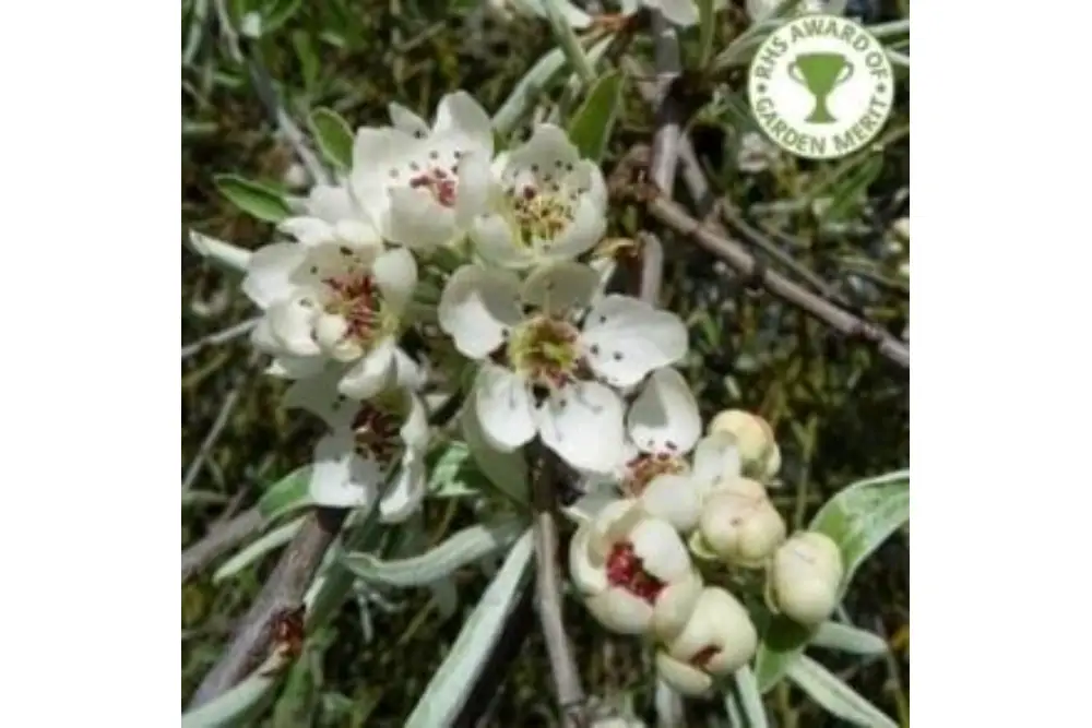 Pyrus Salicifolia ‘Pendula’ Tree 