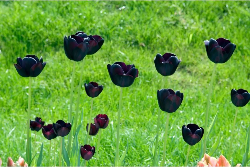 Queen of Night Tulip (Tulipa ‘Queen of the Night’)