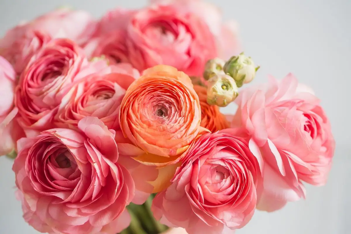 Ranunculus Flowers That Start With R