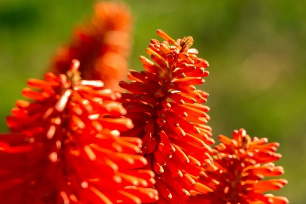 Red-Hot Poker Ethiopian flowers