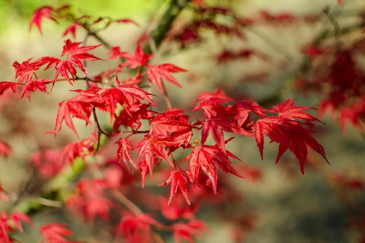 Red Japanese Maple (Acer Palmatum Beni-Maiko)
