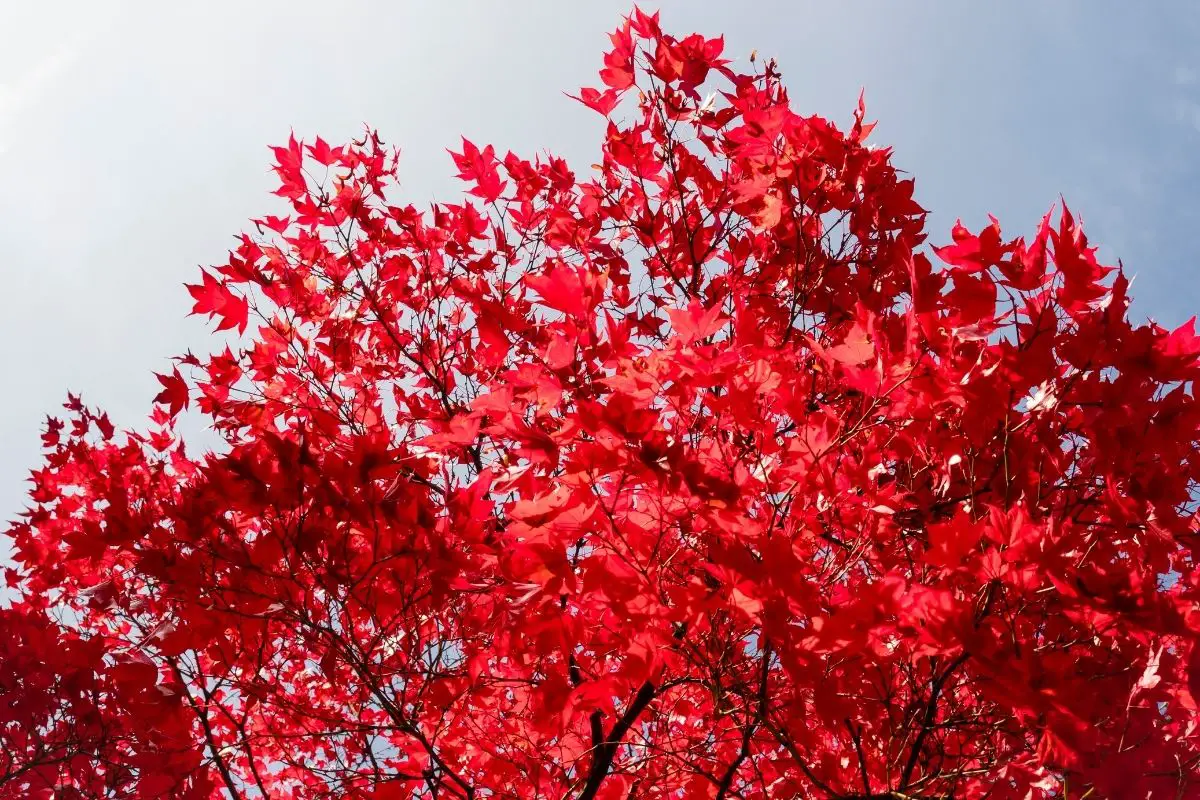 Red Maple Tree (Acer Rubrum)