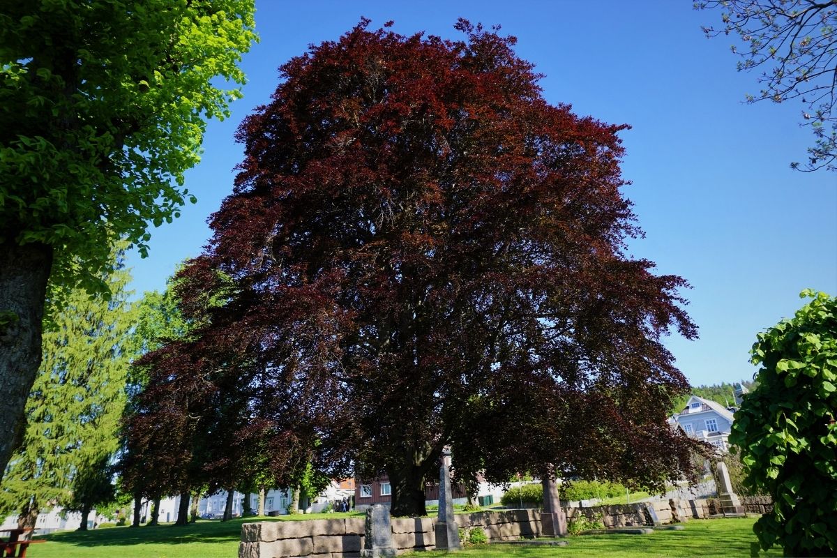Red Norway Maple (Acer Platanoides) 