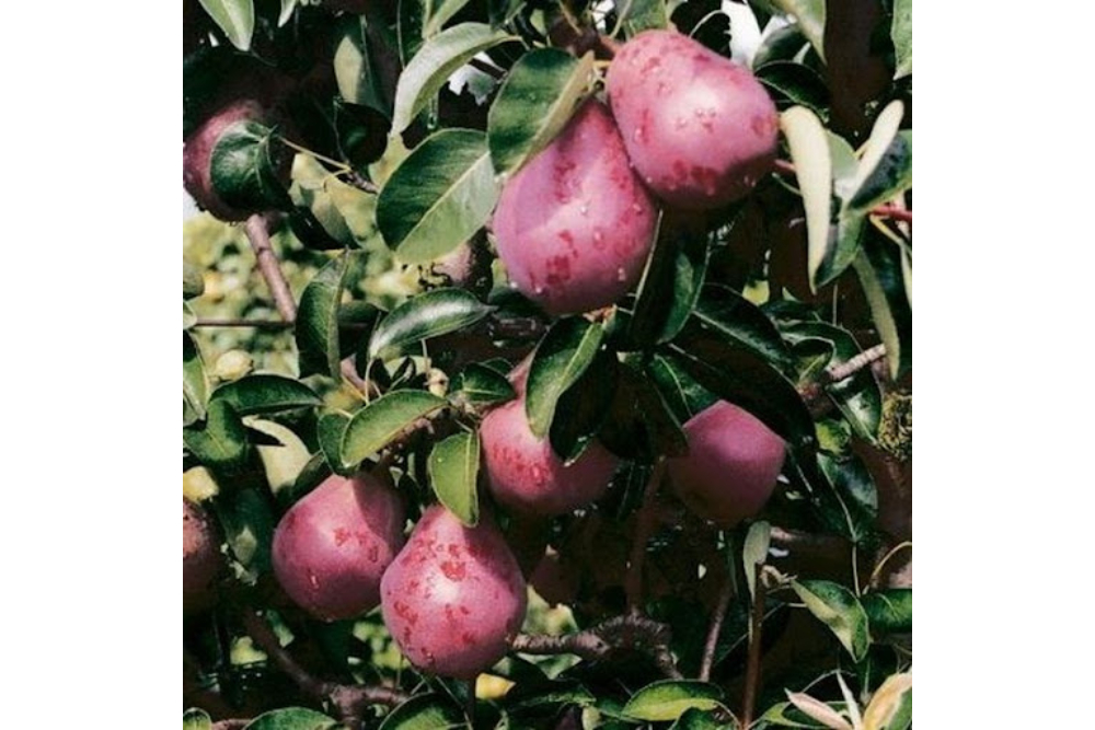 Red Williams Pear Tree 