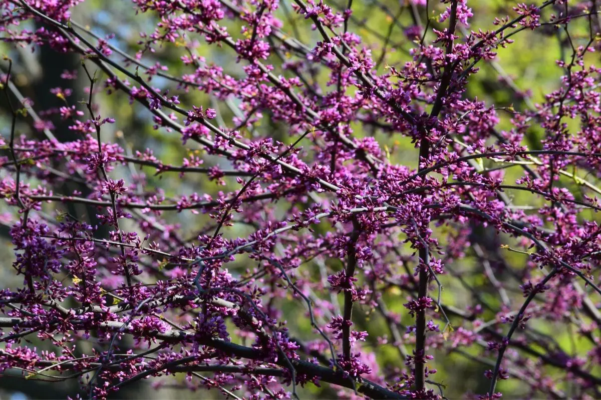 Red Trees-Redbud (Cercis Canadensis) 