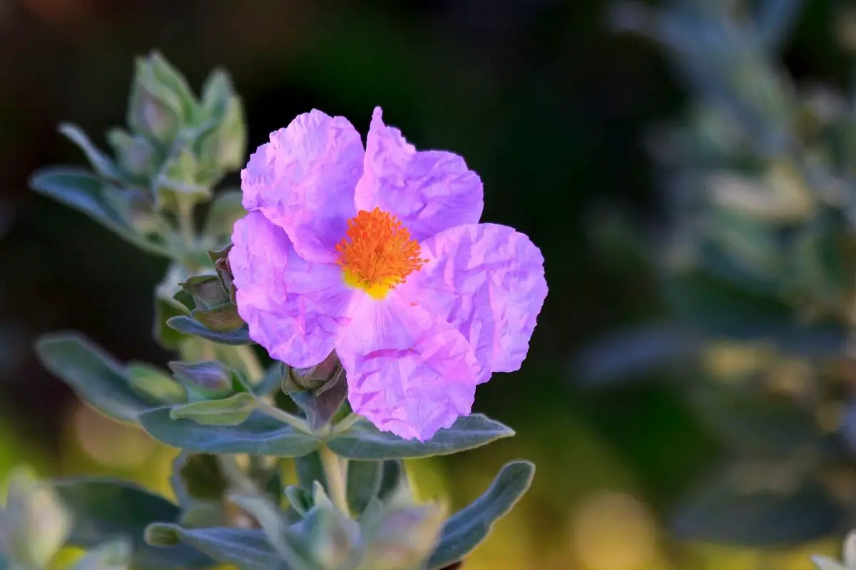 Rockrose Flowers That Start With R
