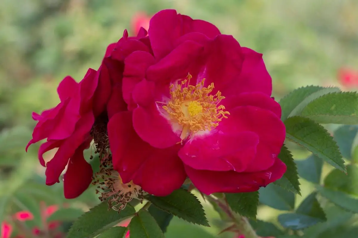 Rosa Rugosa - Rugosa Rose