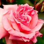 54 Gorgeous Rose Pink Flowers (With Pictures)