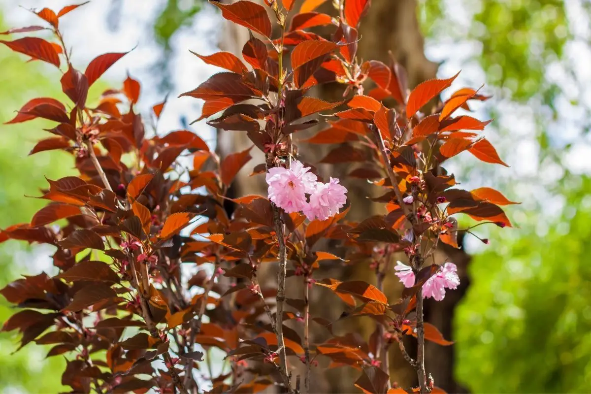 Red Trees-Royal Burgundy (Prunus Serruluta)