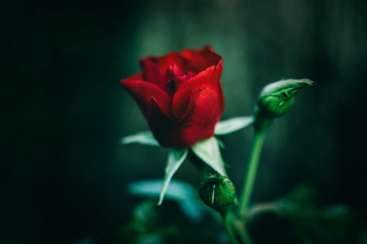 Ruby - Rose