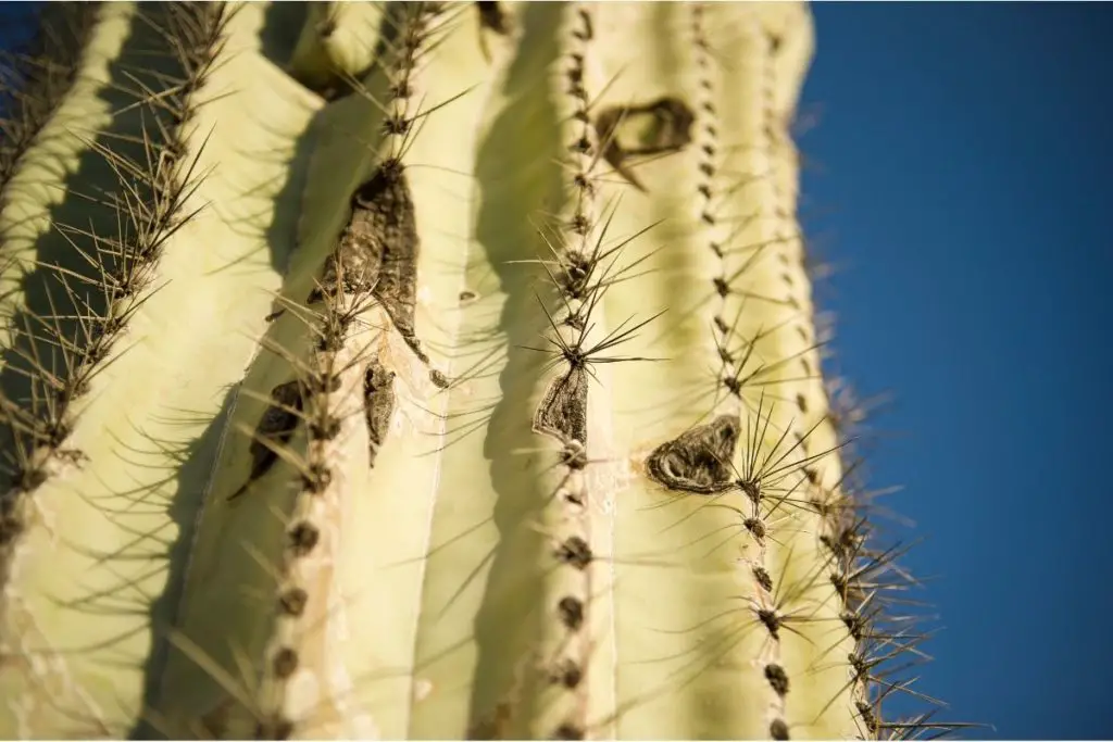 Saguaro (Carnegiea Gigantea) 
