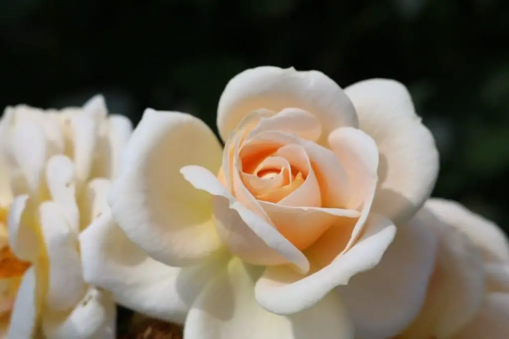 Sahara Cream Rose