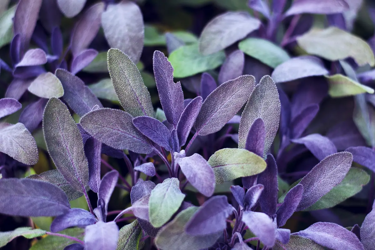 Salvia Officinalis ‘Purpurascens’ (Purple Sage)