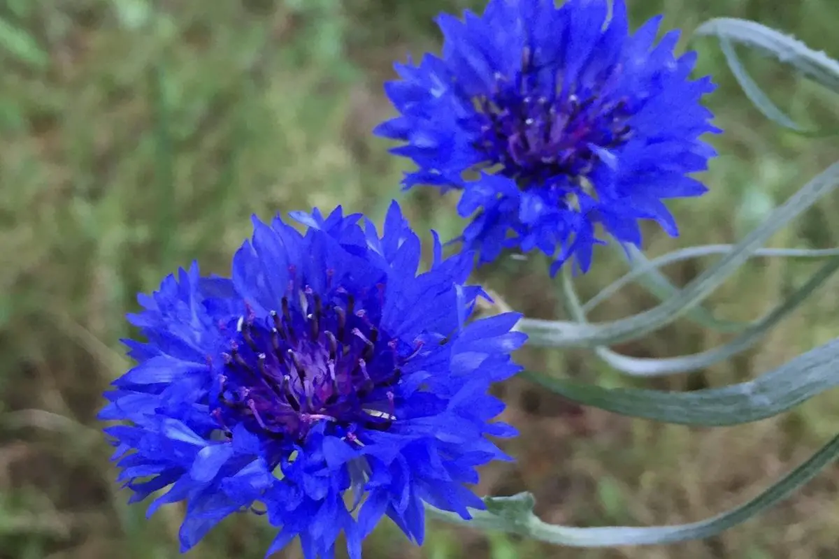 Scabiosa Cornflower Blue Flowers