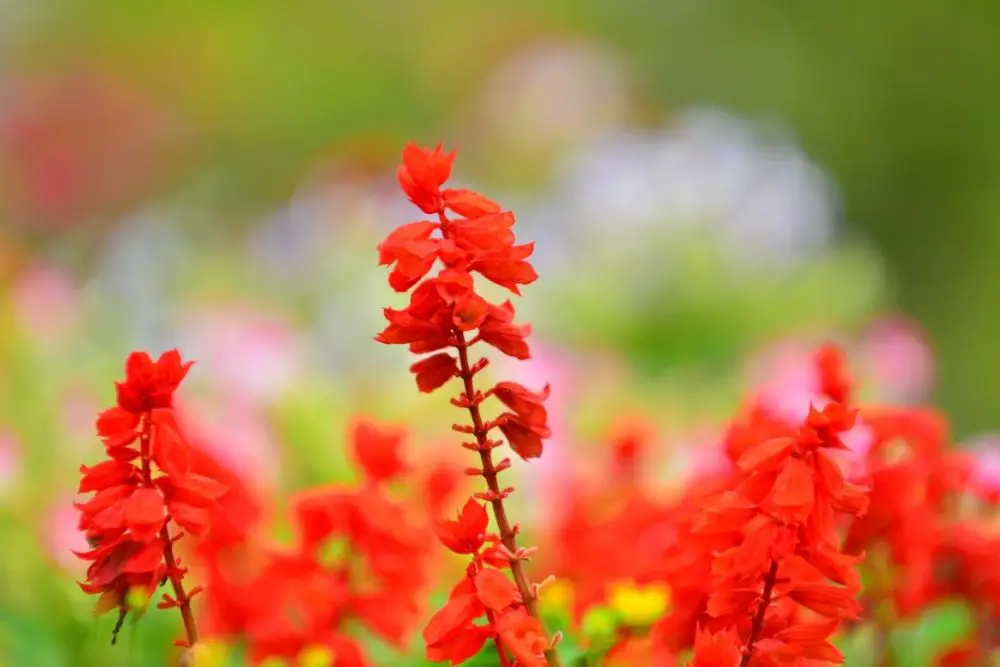 Scarlet Flowers