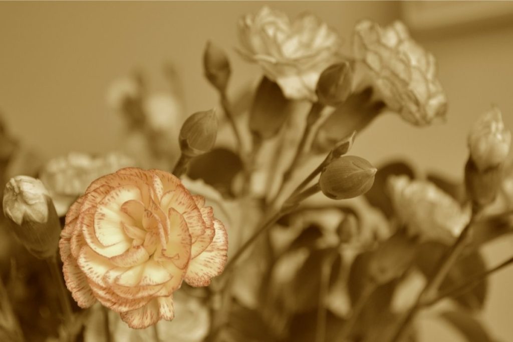 Sepia Brownie Carnation