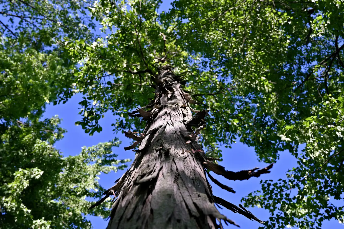 Shagbark Hickory Bark Tree