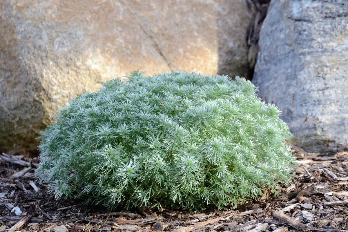 Silver Mound (Artemisia Schmidtiana)