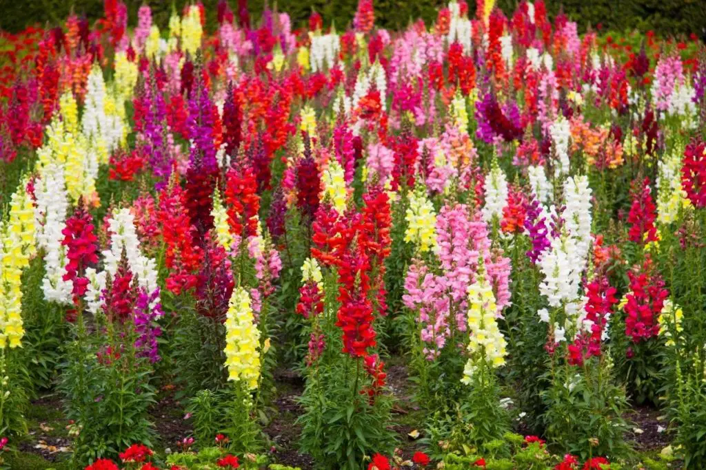 Snapdragons wheat flowers