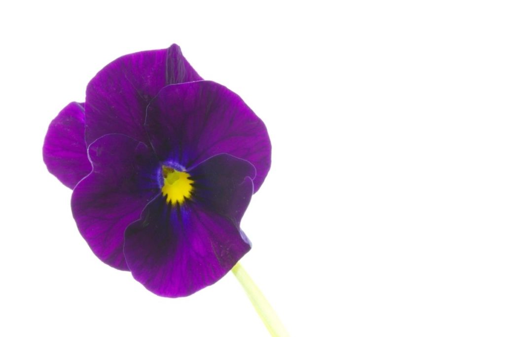 Sorbet Black Delight Viola (Viola Cornuta)