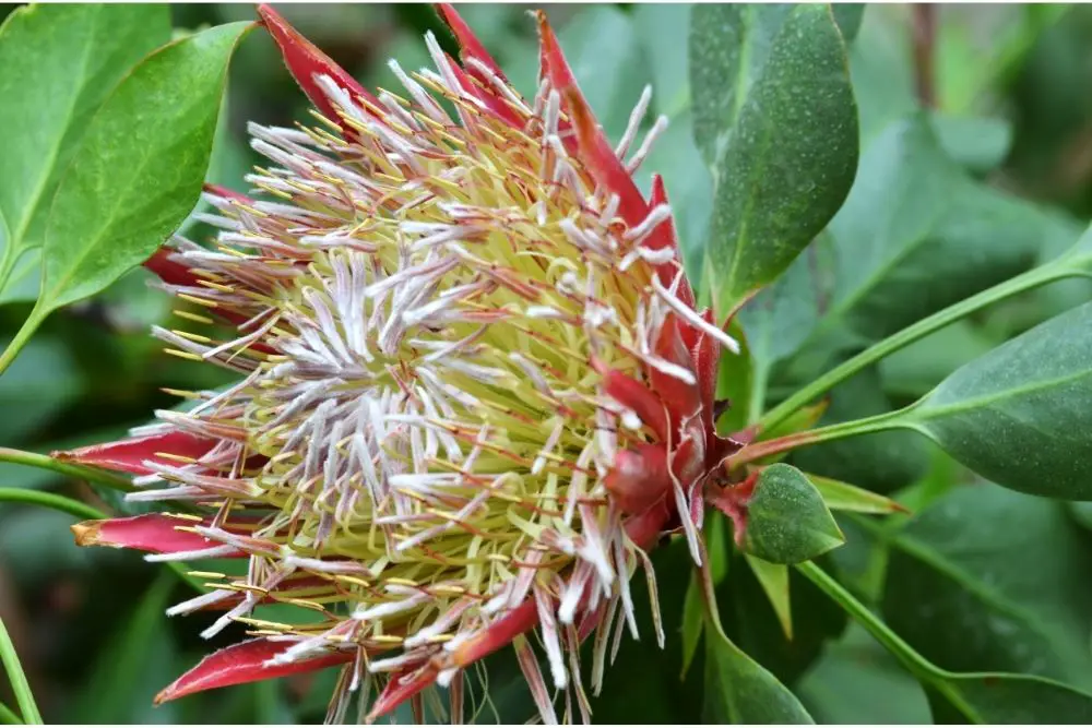 24 Brilliant South African Plants (With Pictures)