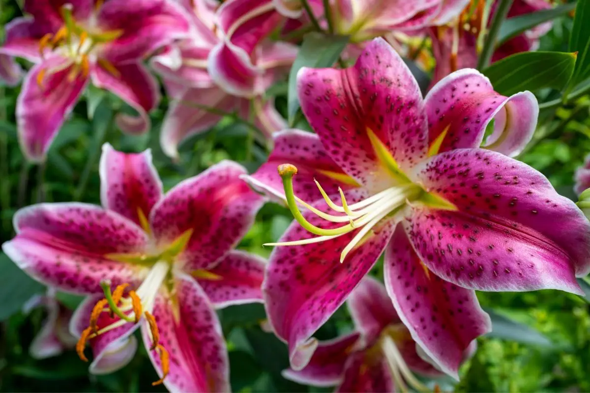 Stargazer (Oriental Lily)