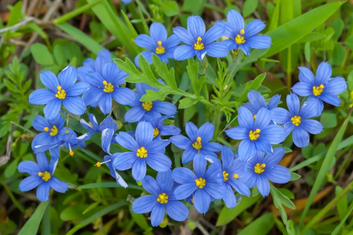 Stiff Blue-Eyed Grass Cornflower Blue Flowers