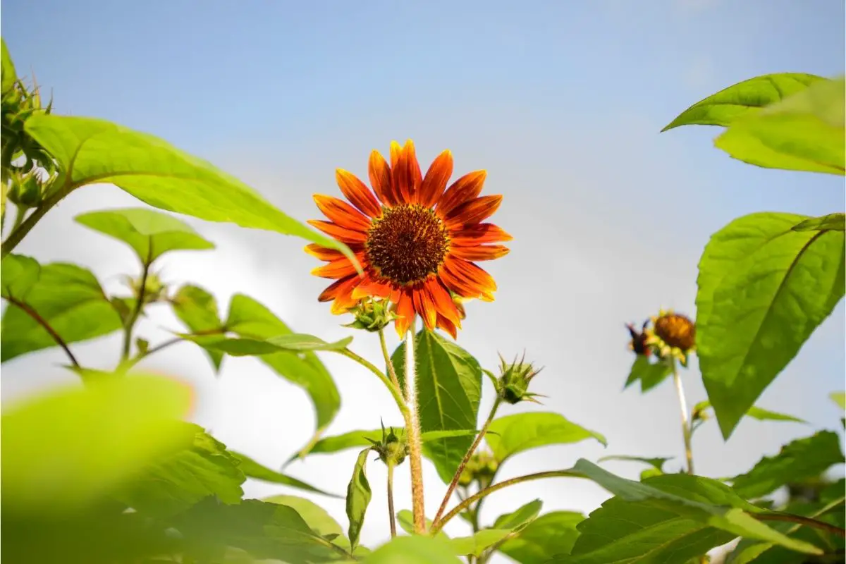 Sunflower (Helianthus Annuus)
