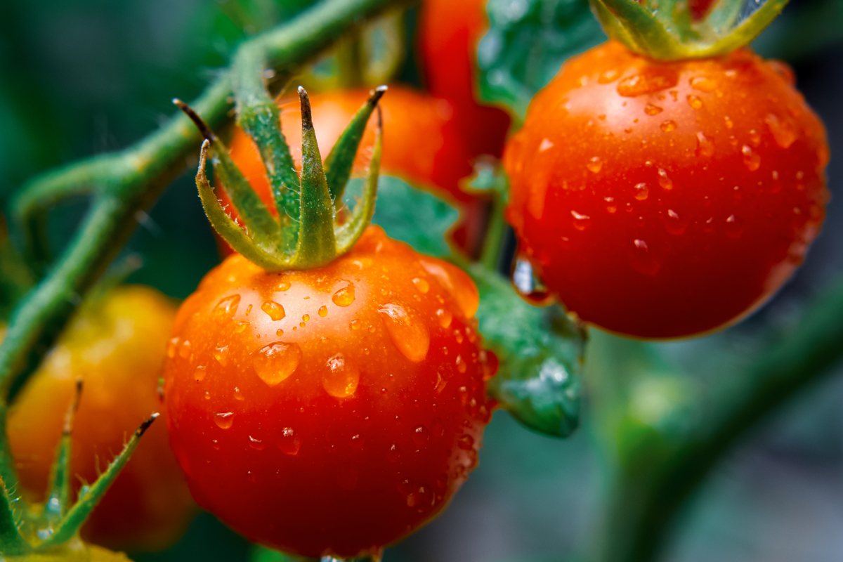 Super Sweet 100 Tomato Plants