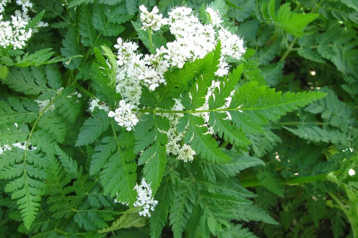 Sweet Cicely Mint